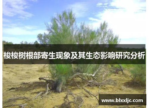 梭梭树根部寄生现象及其生态影响研究分析 梭梭树根部寄生现象及其生态影响研究分析